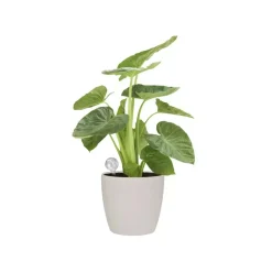 Elho aqua care transparant