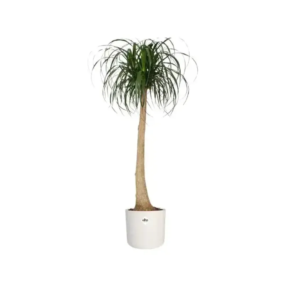 Elho b.for soft bloempot rond 14 cm wit