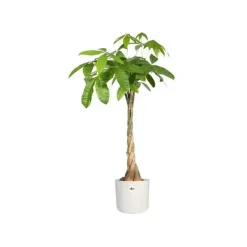 Elho b.for soft bloempot rond 14 cm wit