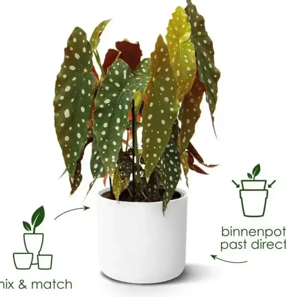 Elho b.for soft bloempot rond 14 cm wit