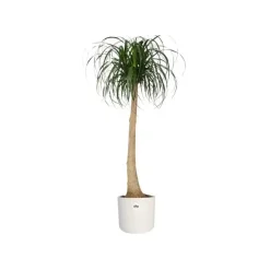 Elho b.for soft bloempot rond 16 cm wit