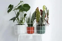 Elho b.for soft bloempot rond 16 cm wit