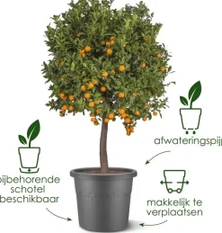 Elho bloempot Algarve Cilindro 40cm antraciet
