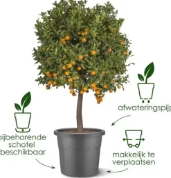 Elho bloempot Algarve Cilindro 25cm terra
