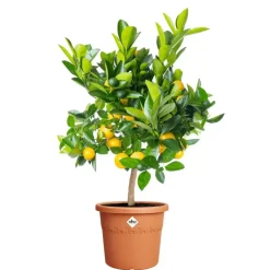 Elho bloempot Algarve cilindro 35cm terra