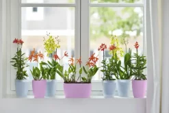 Elho bloempot Brussels orchidee hoog 12,5cm levendig violet