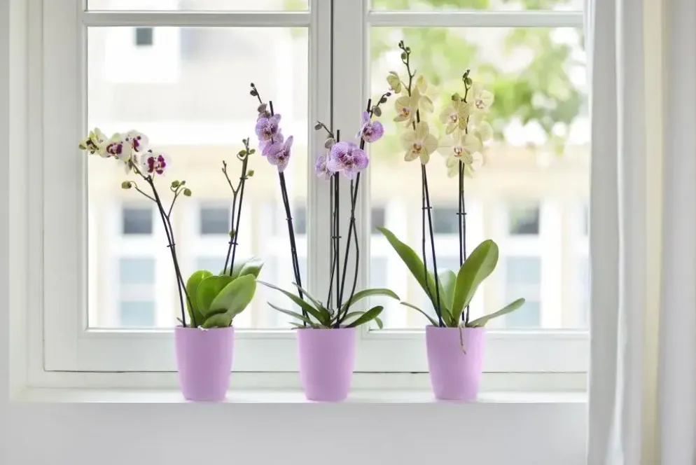 Elho bloempot Brussels orchidee hoog 12,5cm levendig violet