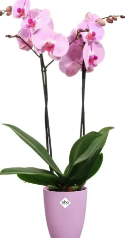 Elho bloempot Brussels orchidee hoog 12,5cm levendig violet