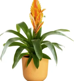 Elho bloempot Jazz rond 14x13cm amber geel
