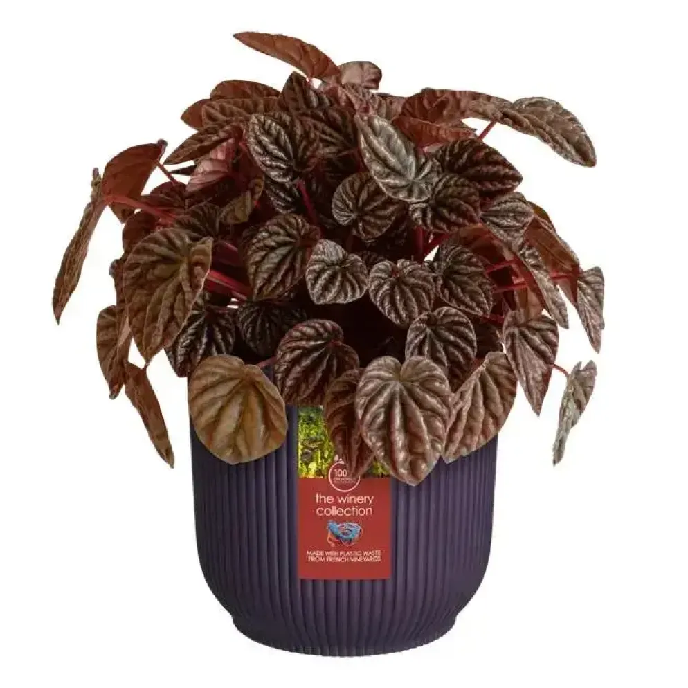 Elho bloempot The Winery Collection 16cm Donkerpaars