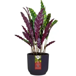 Elho bloempot The Winery Collection 16cm Donkerpaars