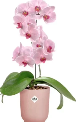 Elho bloempot Vibes fold orchidee hoog 12,5cm frosted pink