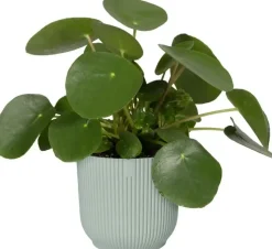 Elho bloempot Vibes Fold 7x7cm sorbet groen