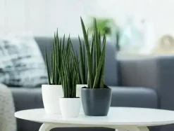 Elho brussels mini bloempot rond 10,5 cm antraciet