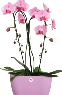 Elho Brussels orchidee duo 25cm levendig violet