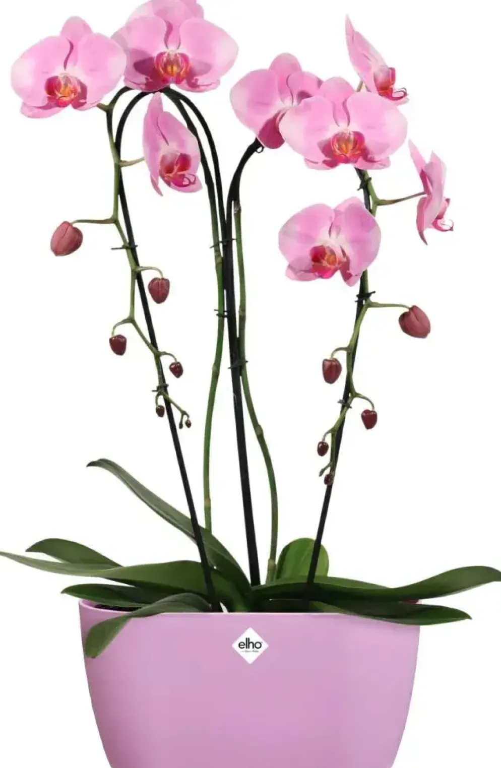 Elho Brussels orchidee duo 25cm levendig violet