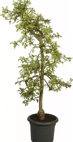 Elho green basics cilinder bloempot 55 cm living black