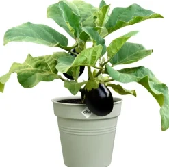 Elho Green Basics kweekpot 24cm steengroen