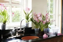 Elho green basics kweekpot orchidee 15 transparant