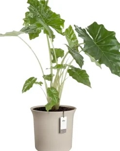 Elho June Tulip 40 - Beige - Ø 39 x H 36 cm - Binnen en Buiten - 100% gerecycled