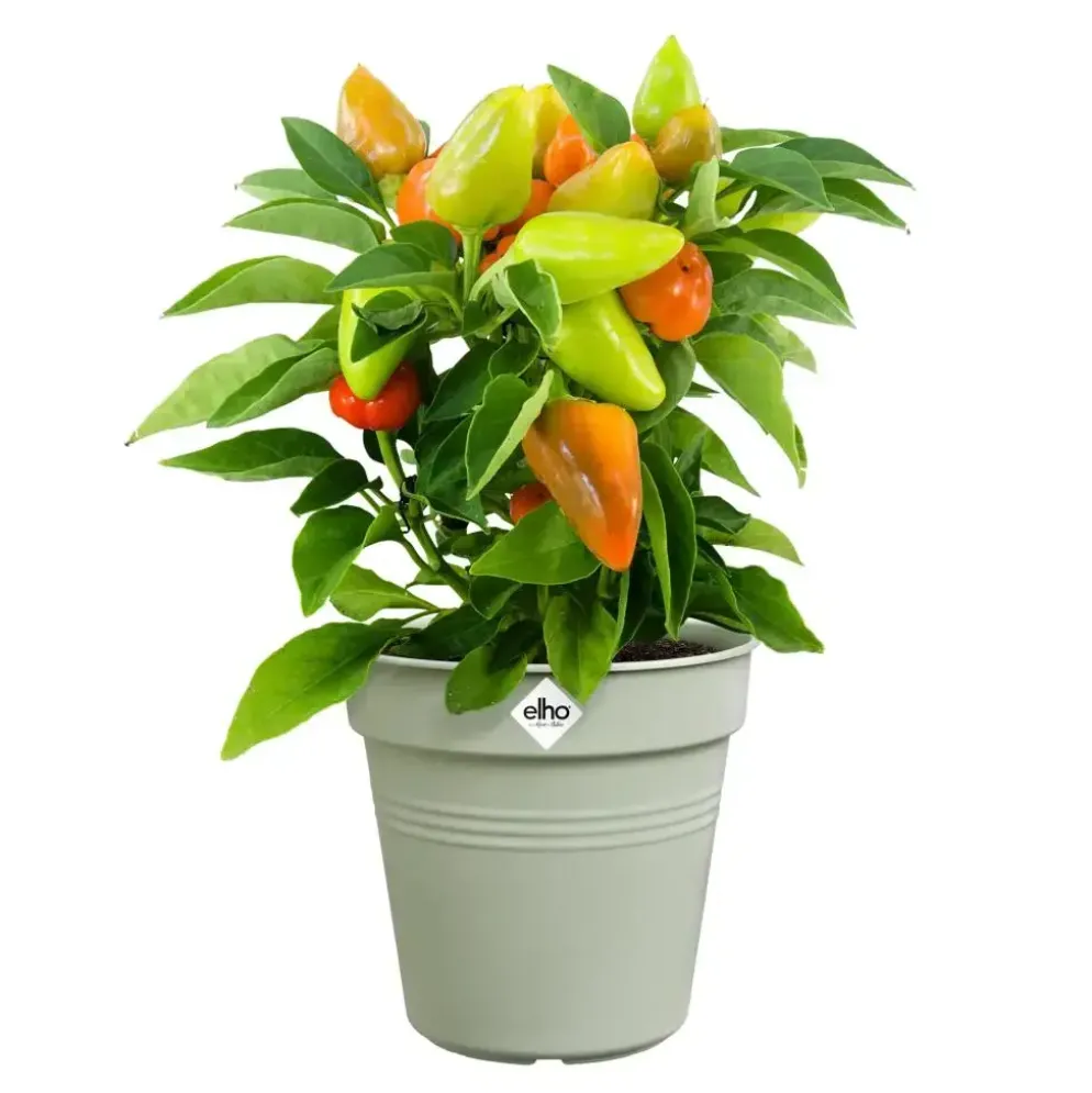 Elho kweekpot green basics 19cm steengroen