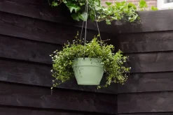 Elho Vibia Campana hangschaal 26cm pistachegroen