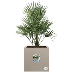 Elho Vivo next vierkant plantenbak met wielen 30cm paddenstoel beige