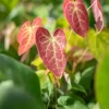 Epimedium (Elfenbloem)
