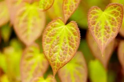Epimedium (Elfenbloem)