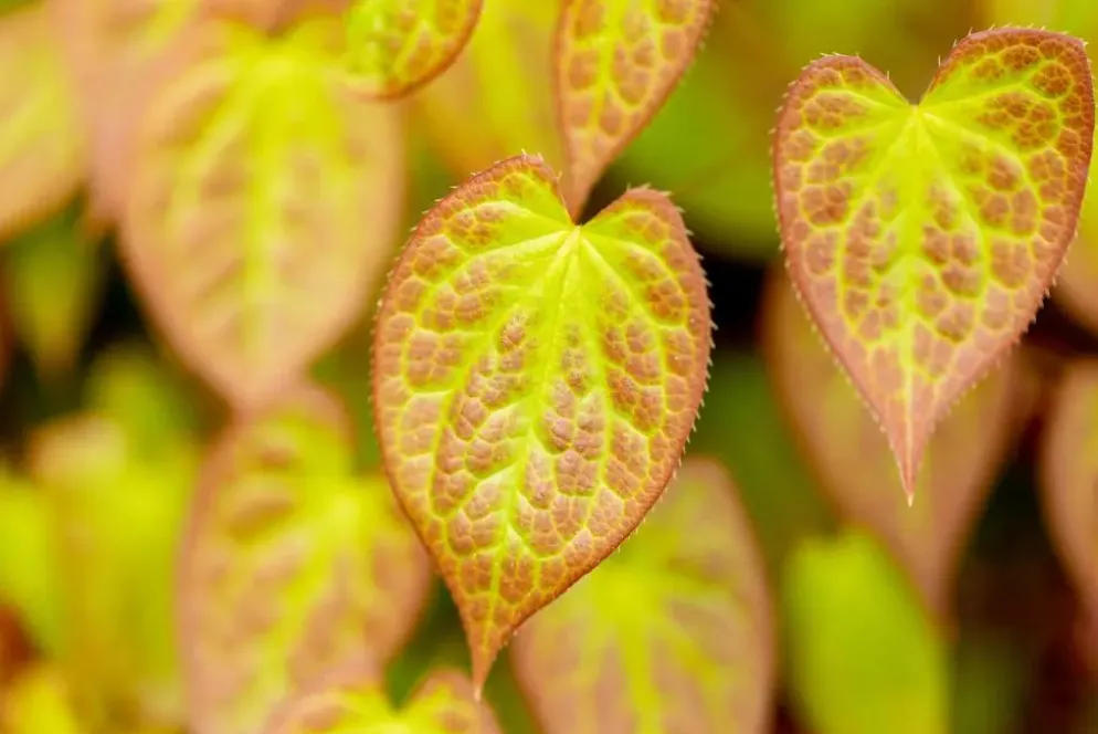 Epimedium (Elfenbloem)