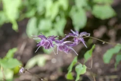 Epimedium grandiflorum 'Lilafee' (Elfenbloem 'Lilafee')