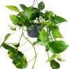 Epipremnum aureum (Drakenklimop) 40cm