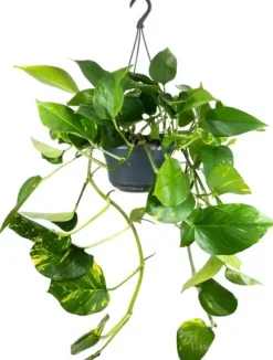Epipremnum aureum (Drakenklimop) 40cm