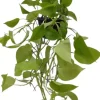 Epipremnum 'Golden photos' (Drakenklimop) 40cm