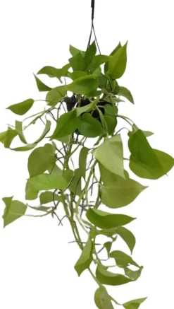 Epipremnum 'Golden photos' (Drakenklimop) 40cm