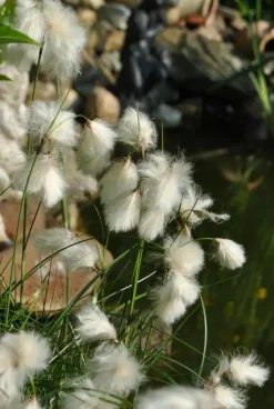 Eriophorum angustifolium (Eriophorum)