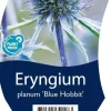 Eryngium planum 'Blue Hobbit' (Kruisdistel)