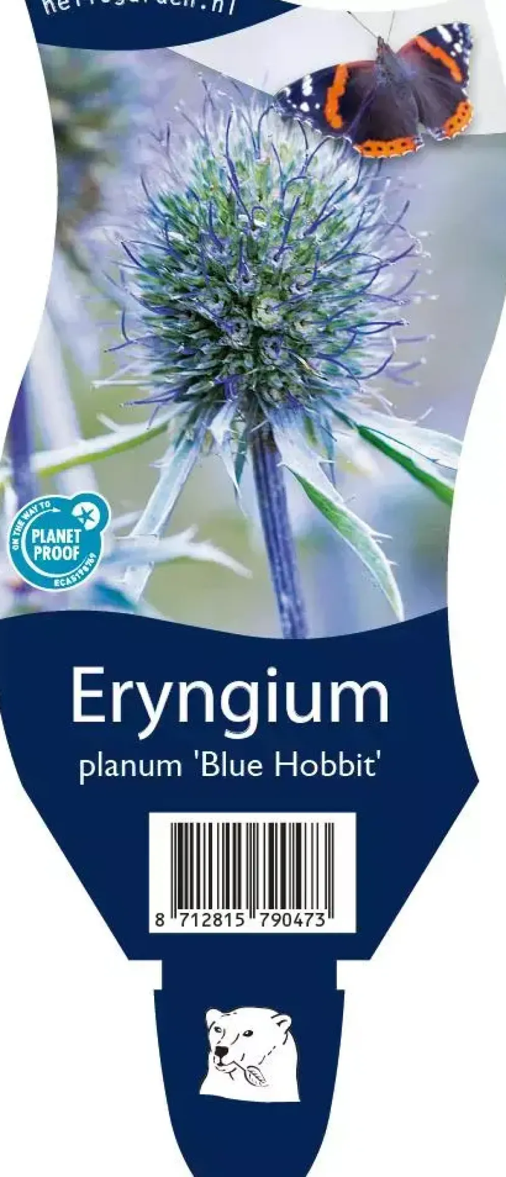 Eryngium planum 'Blue Hobbit' (Kruisdistel)