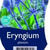 Eryngium planum (Kruisdistel)