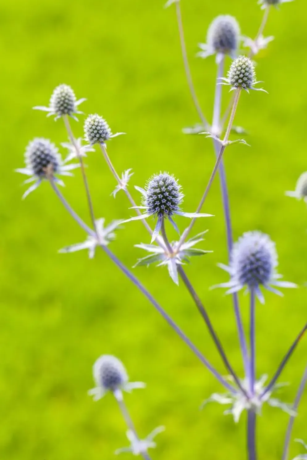 Eryngium planum (Kruisdistel)