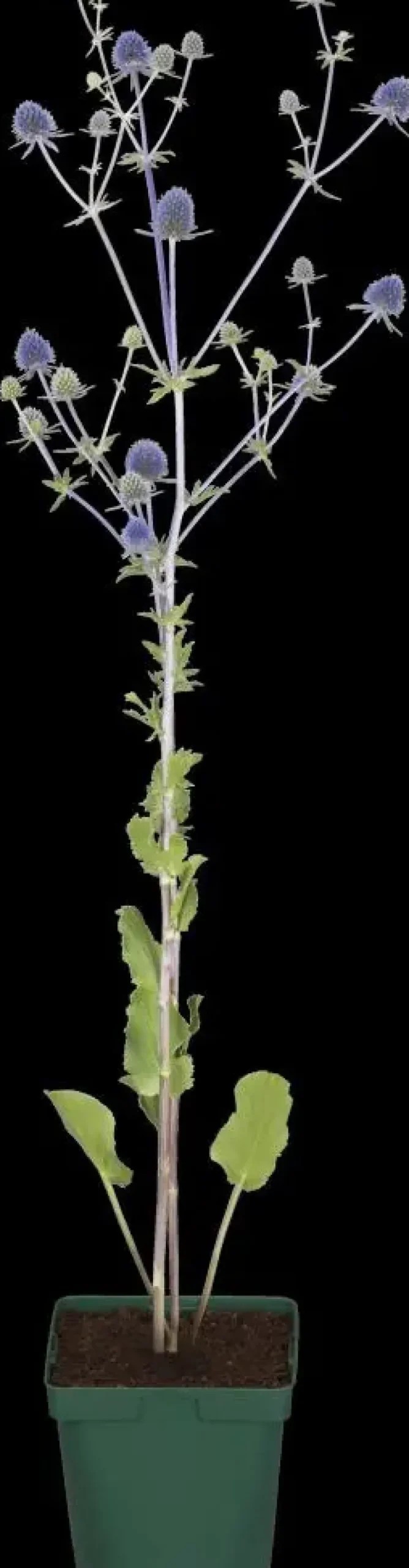 Eryngium planum (Kruisdistel)
