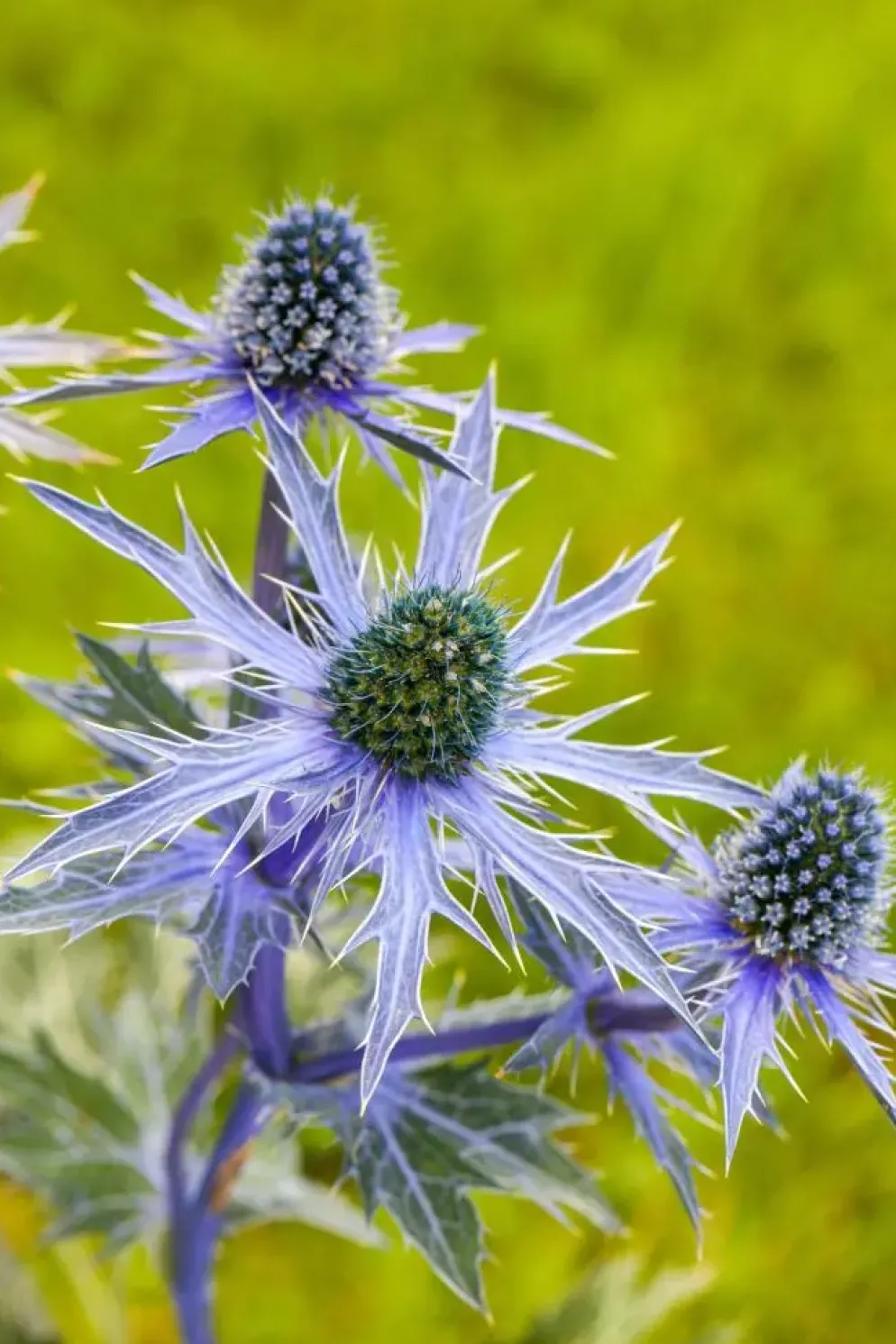 Eryngium planum (Kruisdistel)
