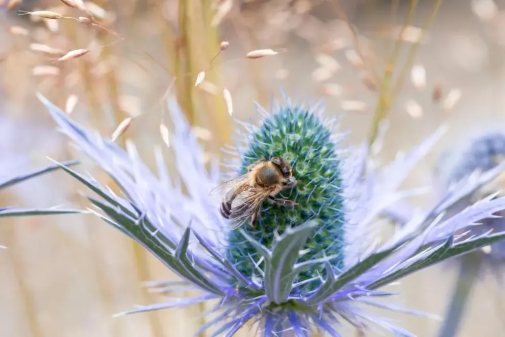 Eryngium planum (Kruisdistel)
