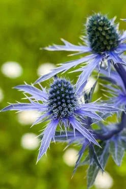 Eryngium planum (Kruisdistel)