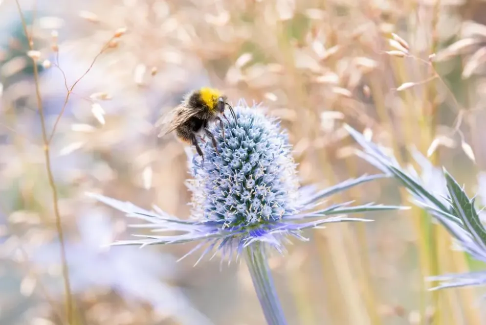 Eryngium planum (Kruisdistel)