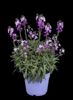 Erysimum 'Bowles Mauve' (Muurbloem)
