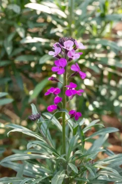 Erysimum 'Bowles Mauve' (Muurbloem)