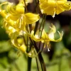 Erythronium 'Pagoda' (Gele Hondstand)