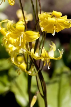 Erythronium 'Pagoda' (Gele Hondstand)