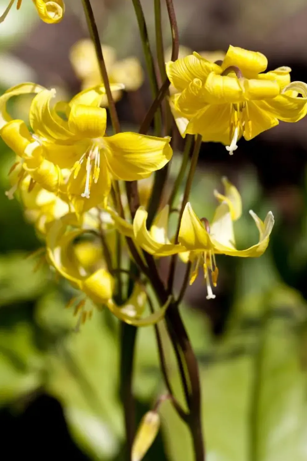 Erythronium 'Pagoda' (Gele Hondstand)